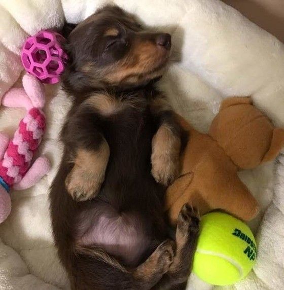 ダックスフンド