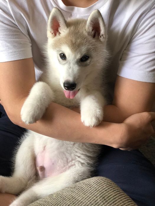 子犬時代のむっくくん かわいすぎる