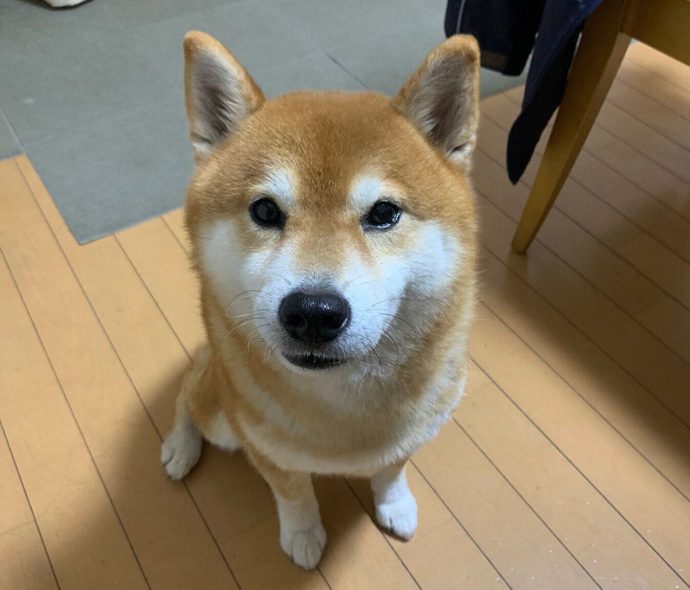 見つめるこたろうくん