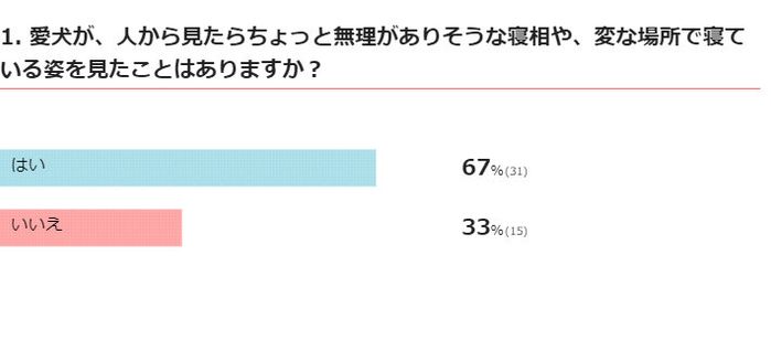 愛犬が変な寝相や場所で寝ているのを見たことはありますか?