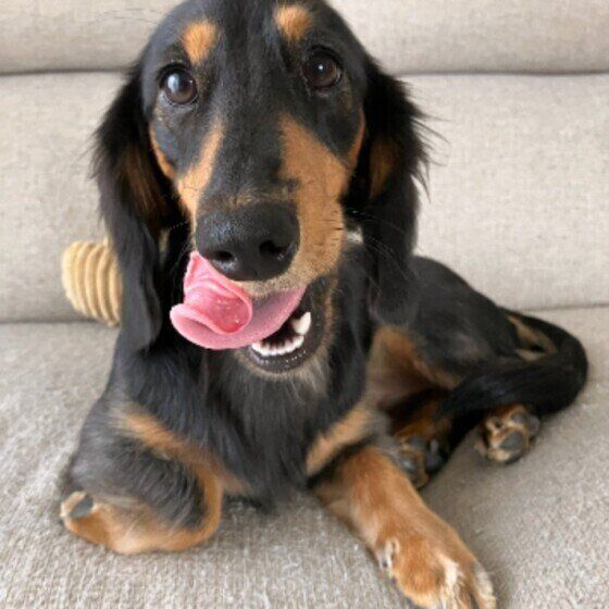 ソファの上に座り、まっすぐ前を見てペロリと舌なめずりしている焦げ茶色のミニチュア・ダックスフンド