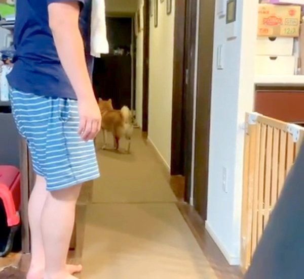 ひとりで寝室へ行こうとする柴犬