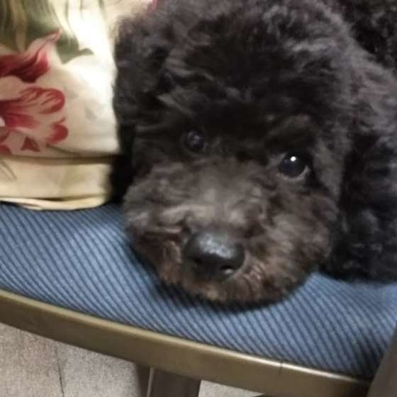 トイ・プードルのジョリ太くん
