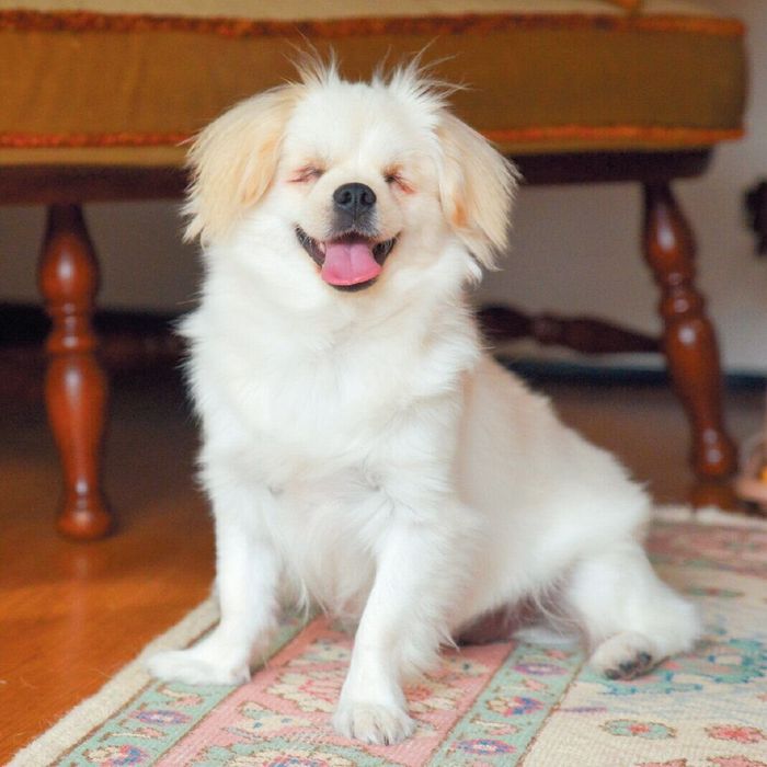 ムゥくん(オス・1才/6.8kg/ミックス/ポジティブでやさしい)