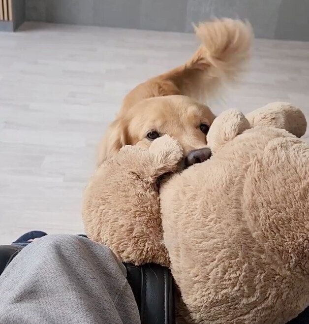 ぬいぐるみをくわえてアピールするゆずちゃん