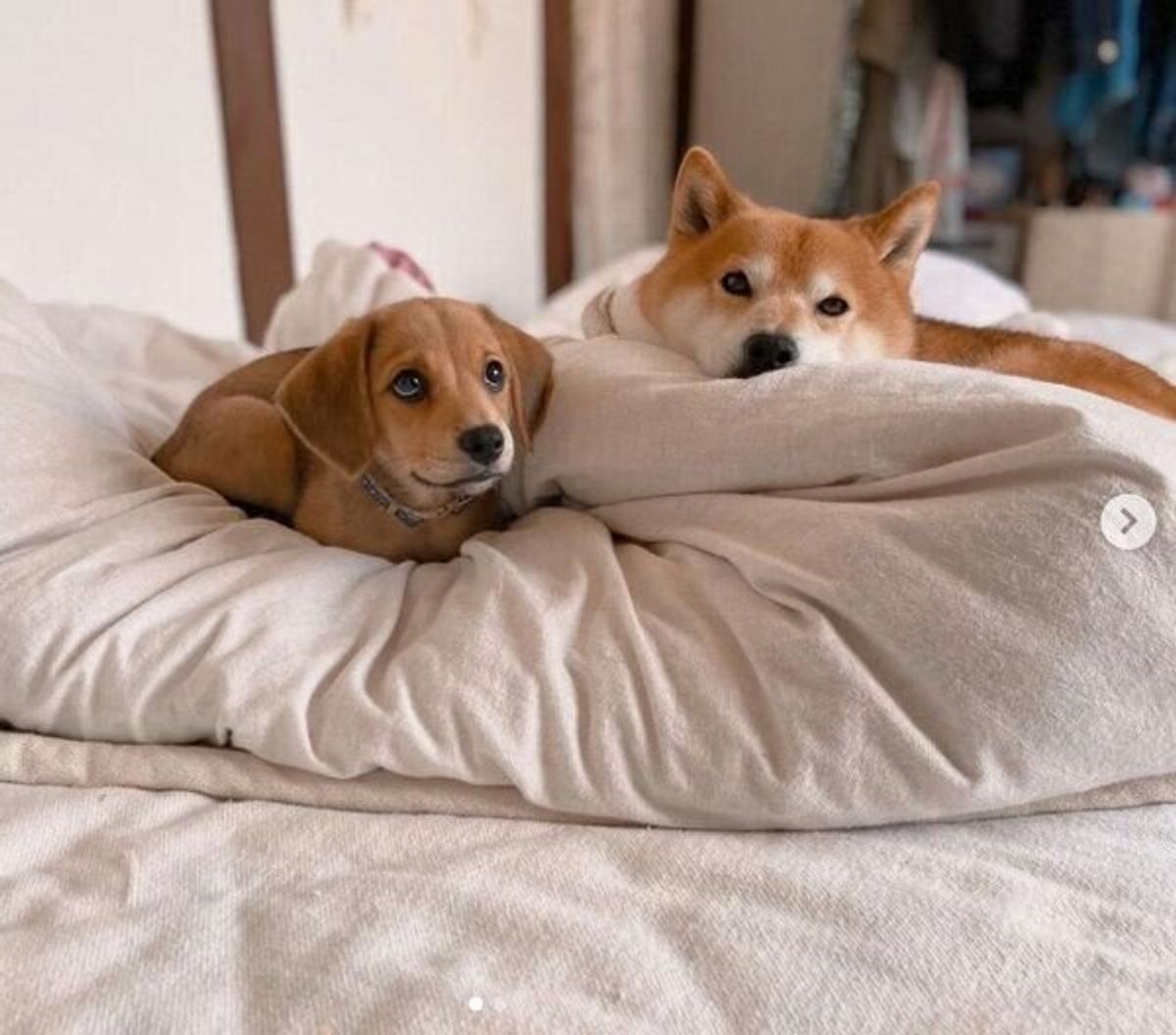 出会って1カ月の新入り子犬と先住犬の 急接近 に大感激 飼い主が心を無にして撮影をしたワケ いぬのきもちweb Magazine 出会って1カ月の新入り子犬と先住犬の 急接近 に大感激 飼い主が心を無にして撮影をしたワケ いぬのきもちweb Magazine