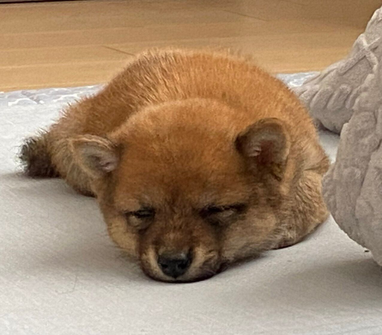 うとうと眠るたわしくん