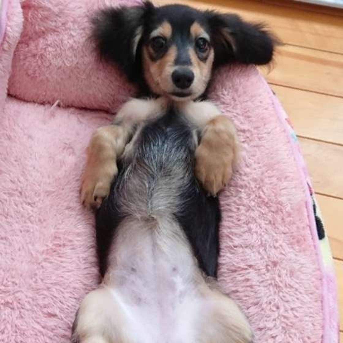 うらめしや 犬が 幽霊ポーズ をするときの心理は 獣医師監修 いぬのきもちweb Magazine うらめしや 犬が 幽霊ポーズ をするときの心理は 獣医師監修 いぬのきもちweb Magazine