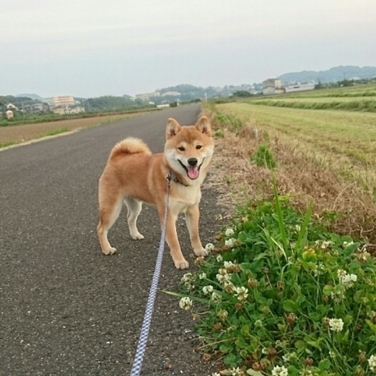 愛犬と楽しく散歩しよう 散歩中の困りごとは リード使い で解決 いぬのきもちweb Magazine 愛犬と楽しく散歩しよう 散歩中の困りごとは リード使い で解決 いぬのきもちweb Magazine
