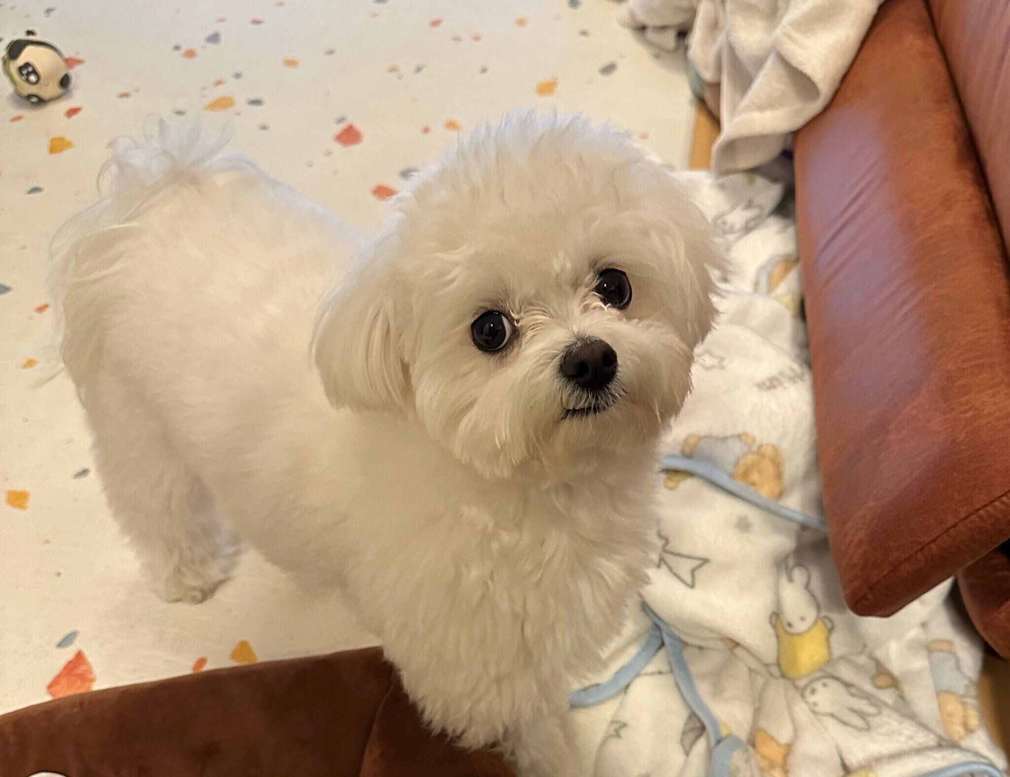 見つめるほたてくん