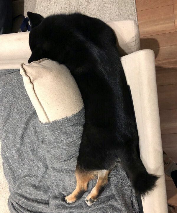 ソファで眠るめいちゃん