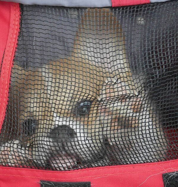 カートに乗せて外気浴をしたときのぶんたくん