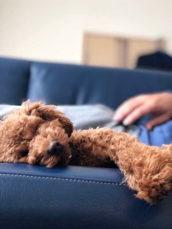 寝ているトイ・プードル