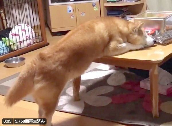 不思議な体勢になるロペさん