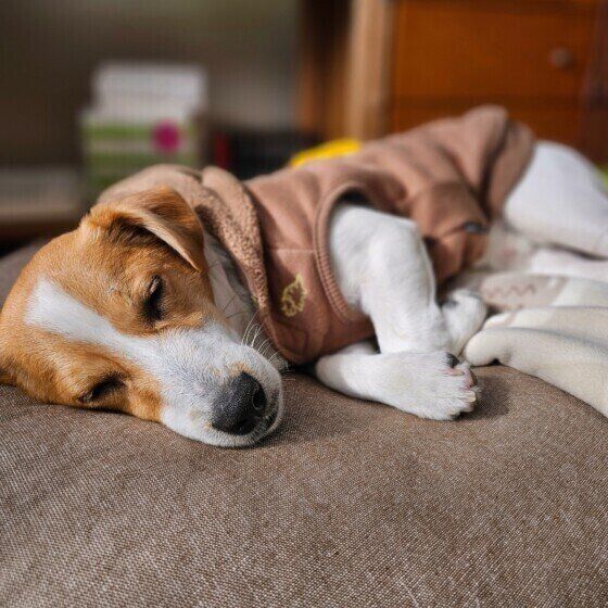 認知症の犬が吠えるのはなぜ? 吠え続ける場合の対処法を獣医師に聞いた いぬのきもち