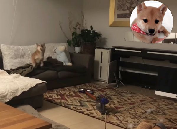 オモチャをナイスキャッチする柴犬