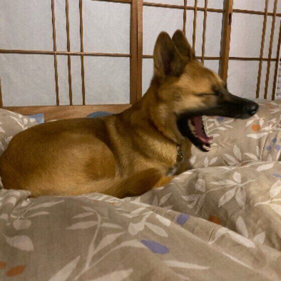 飼い主さんにつられることも 眠いだけじゃない 犬があくびをする理由 いぬのきもちweb Magazine