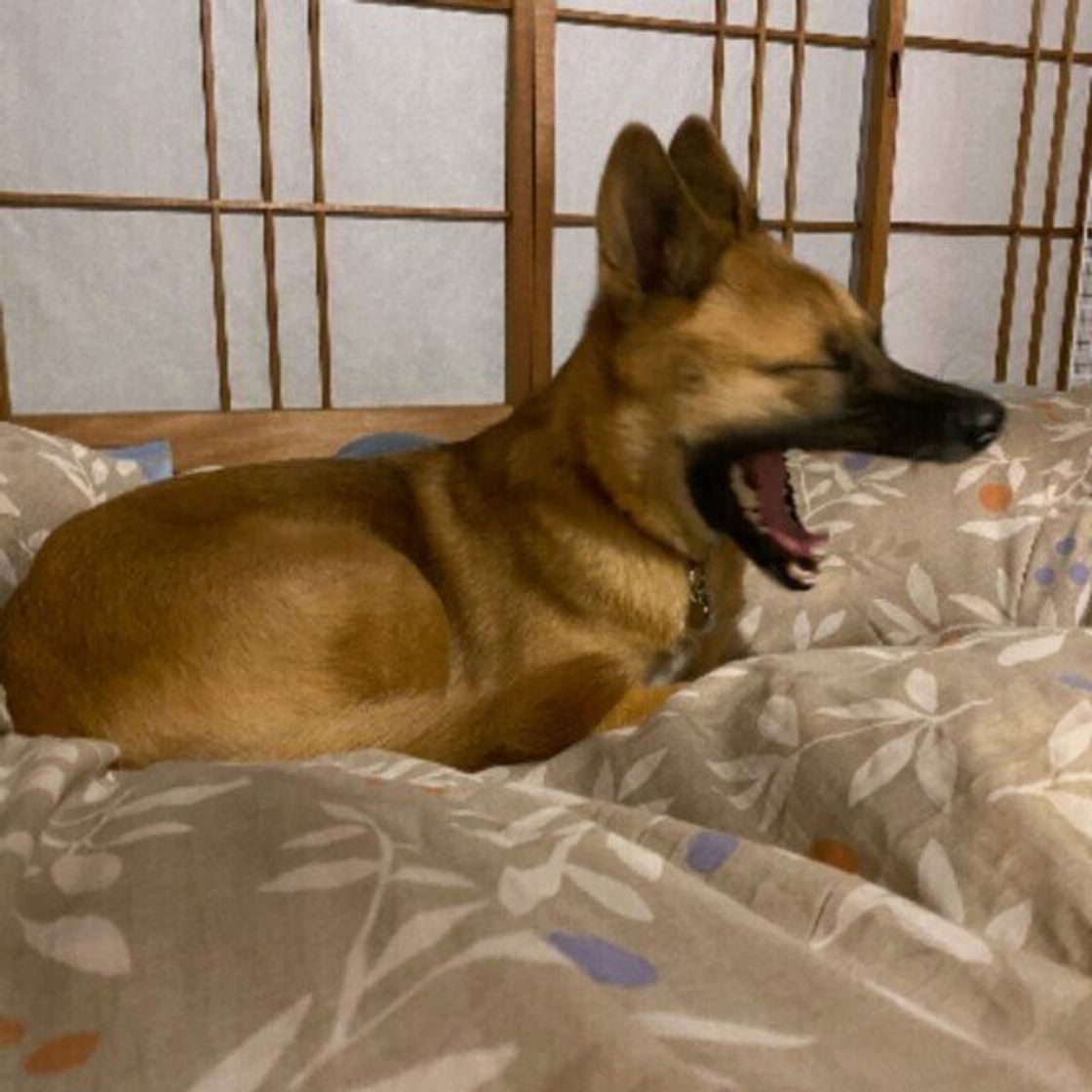 飼い主さんにつられることも 眠いだけじゃない 犬があくびをする理由 いぬのきもちweb Magazine 飼い主さんにつられることも 眠いだけじゃない 犬があくびをする理由 いぬのきもちweb Magazine