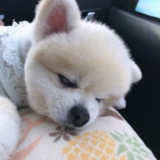 お休み中のチップちゃん