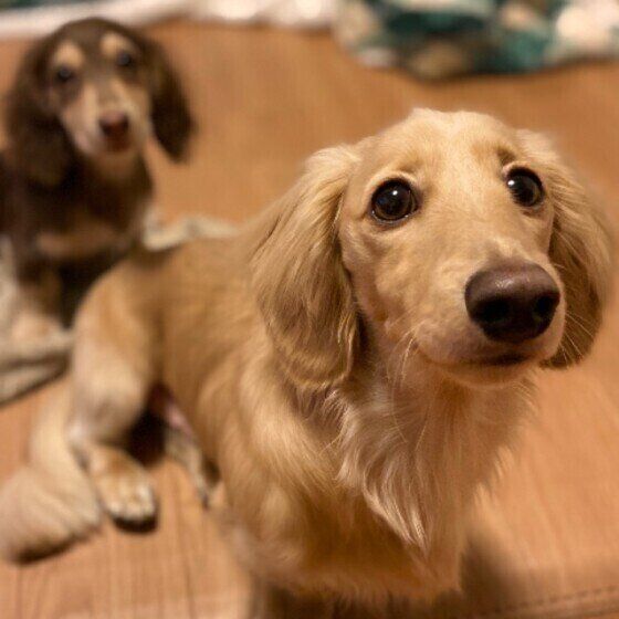 ミニチュア・ダックスフンドのパンくんたち♪