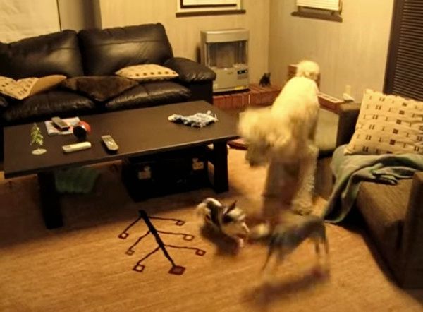 スタンダード・プードルとチワワ