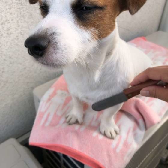 プラッキング中のわんこ