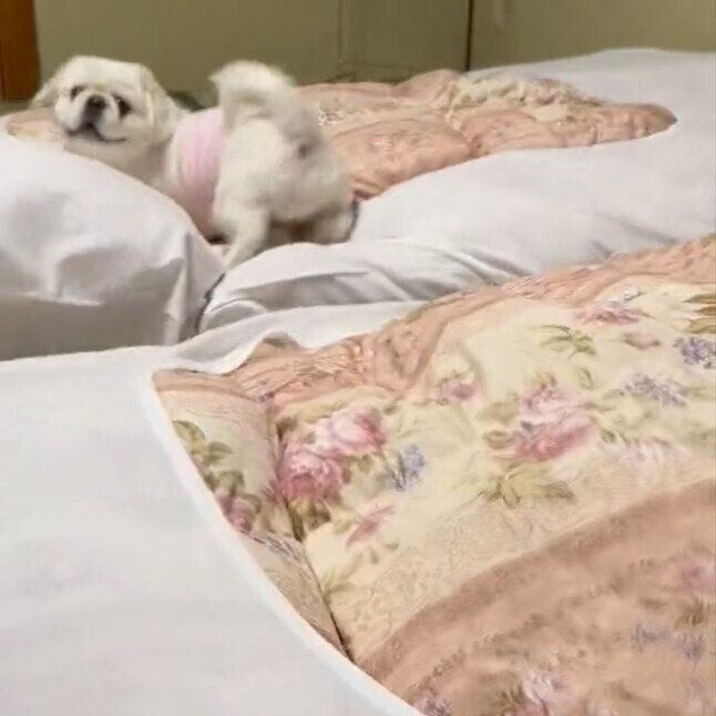 お布団にダイブするペコくん