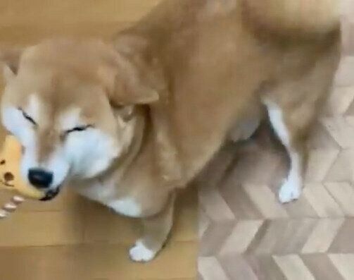 ミニちゃんのおもちゃをくわえたすずちゃん