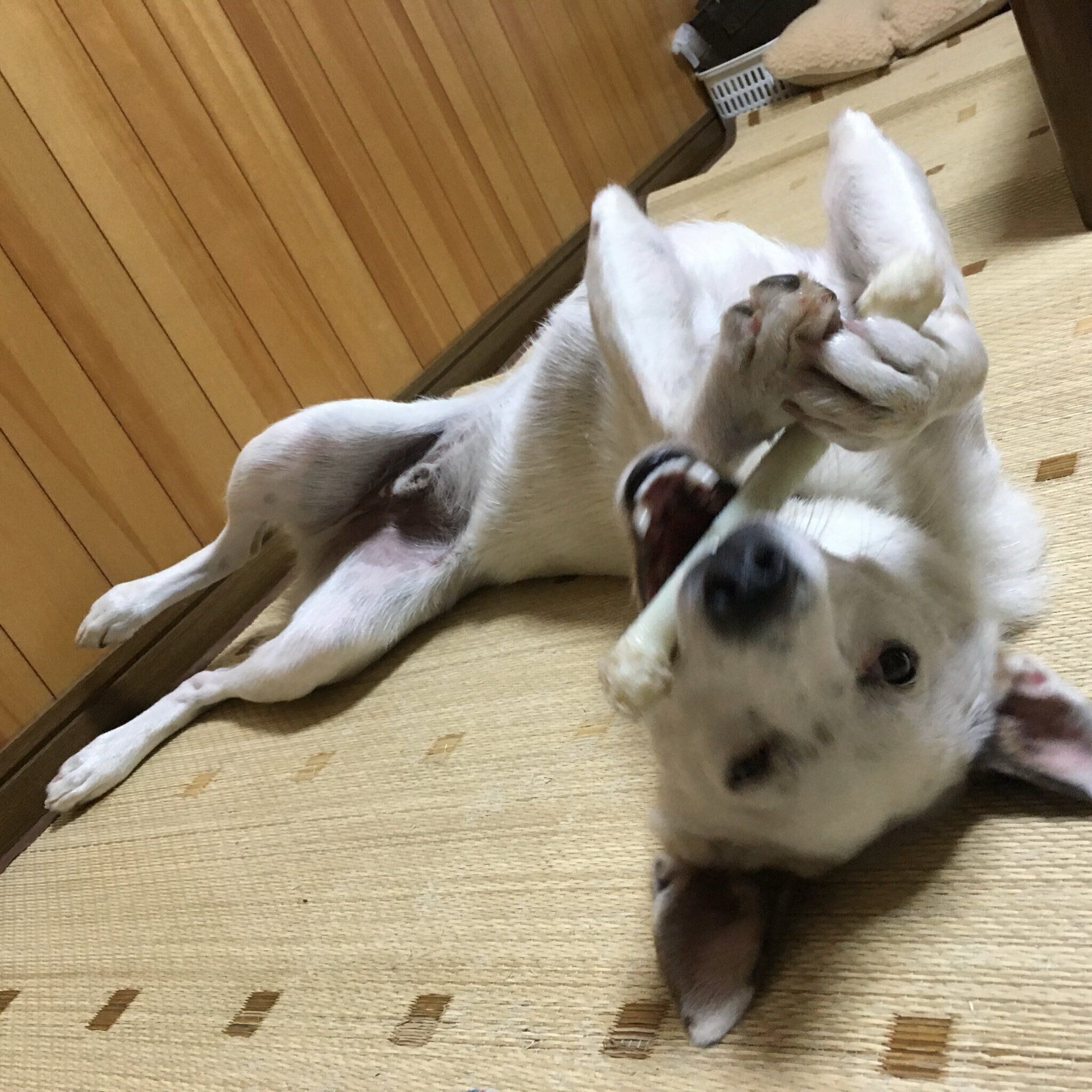 骨で遊ぶ犬