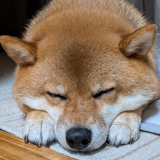 気持ちよさそうにお昼寝中の柴犬