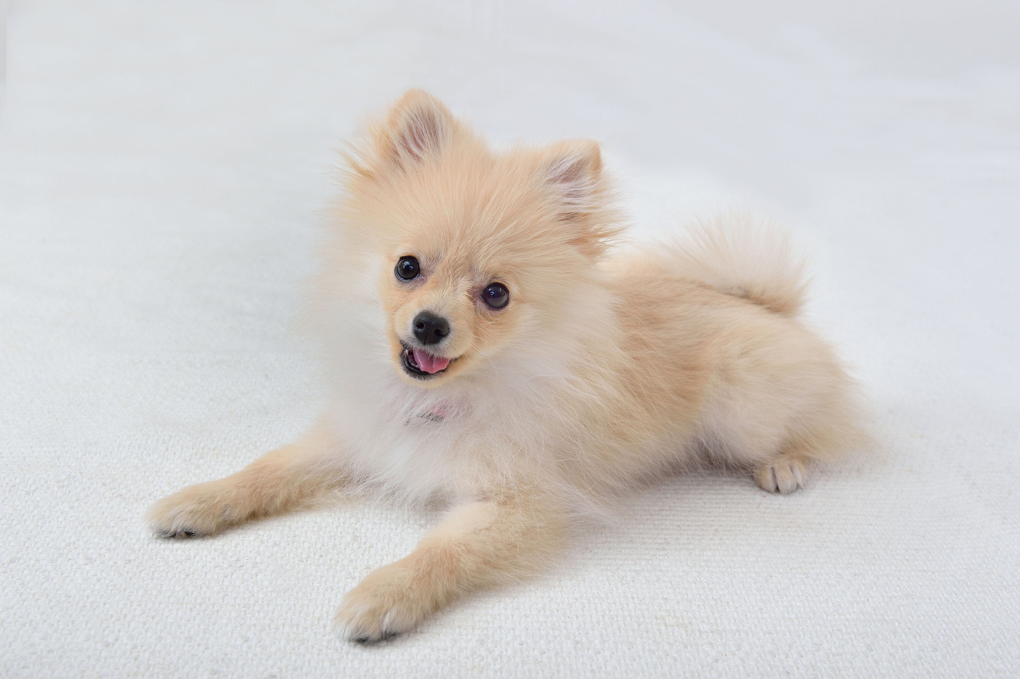 犬の興奮度合いを見極めて