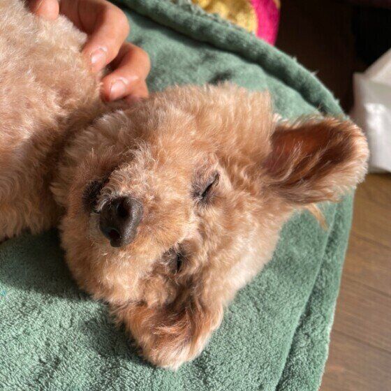 眠るトイ・プードル