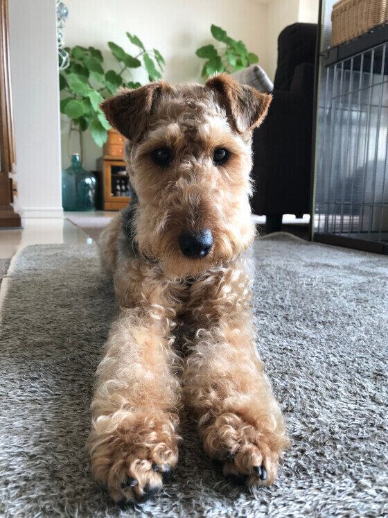 部屋でくつろぐウェルシュ・テリア