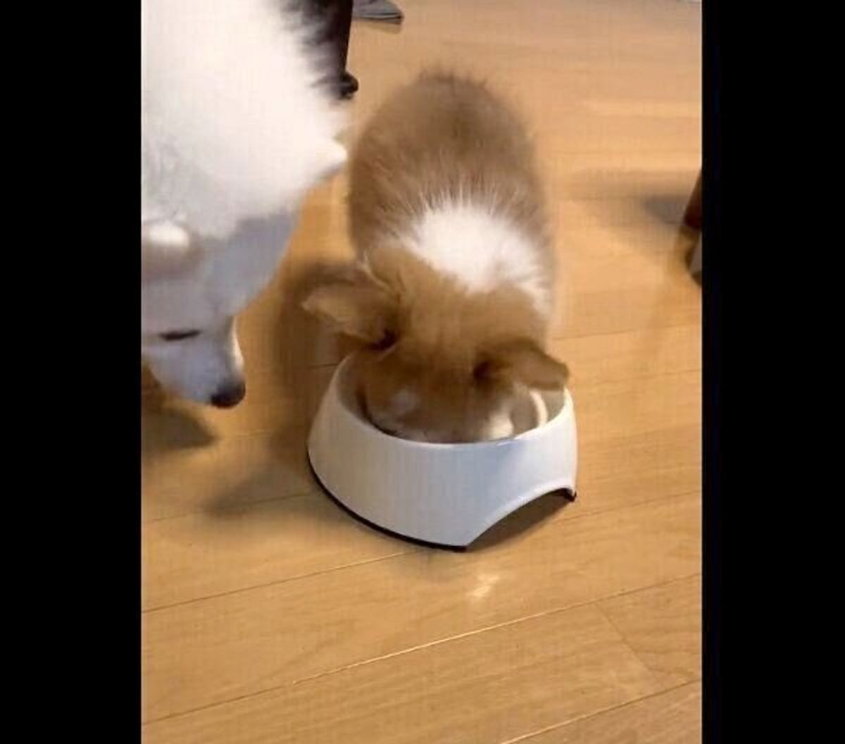 掘ったらごはんが出てくる 兄犬が食べ終えたお皿を夢中で掘る子犬の 無邪気すぎる行動 が可愛い いぬのきもちweb Magazine 掘ったらごはんが出てくる 兄犬が食べ終えたお皿を夢中で掘る子犬の 無邪気すぎる行動 が可愛い いぬのきもちweb Magazine