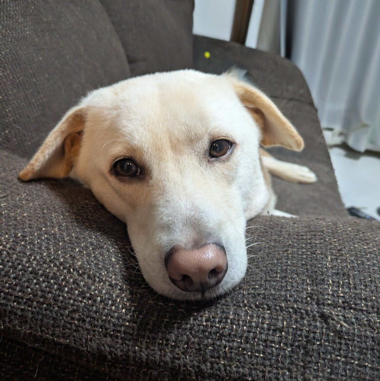 「な～に？」というように振り向くヒノくん