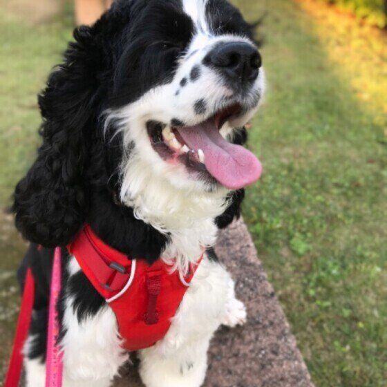 笑顔のアメリカン・コッカー・スパニエル