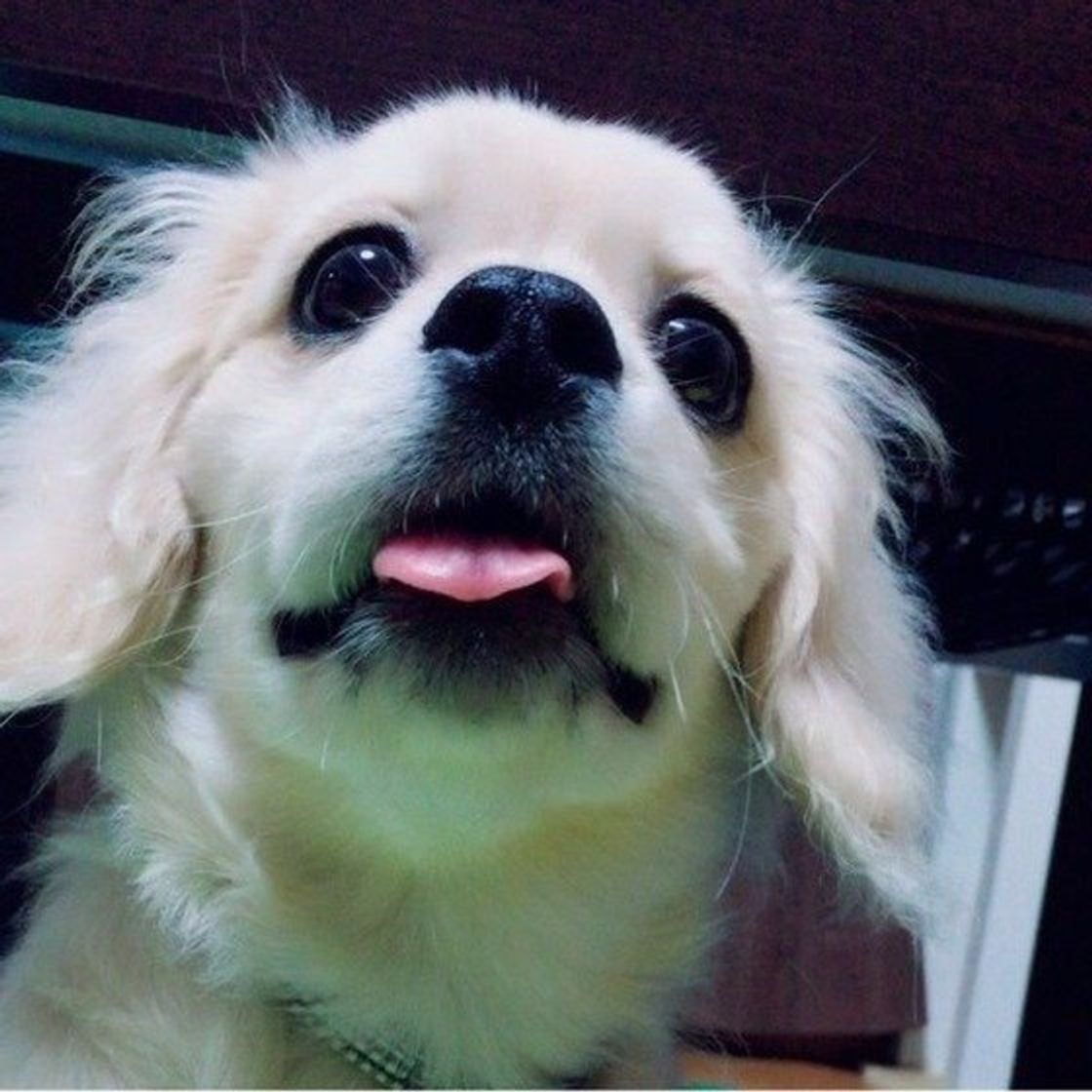獣医師解説 犬の食物アレルギー対処法や食事管理 おすすめフード いぬのきもちweb Magazine 獣医師解説 犬の食物アレルギー対処法や食事管理 おすすめフード いぬのきもちweb Magazine