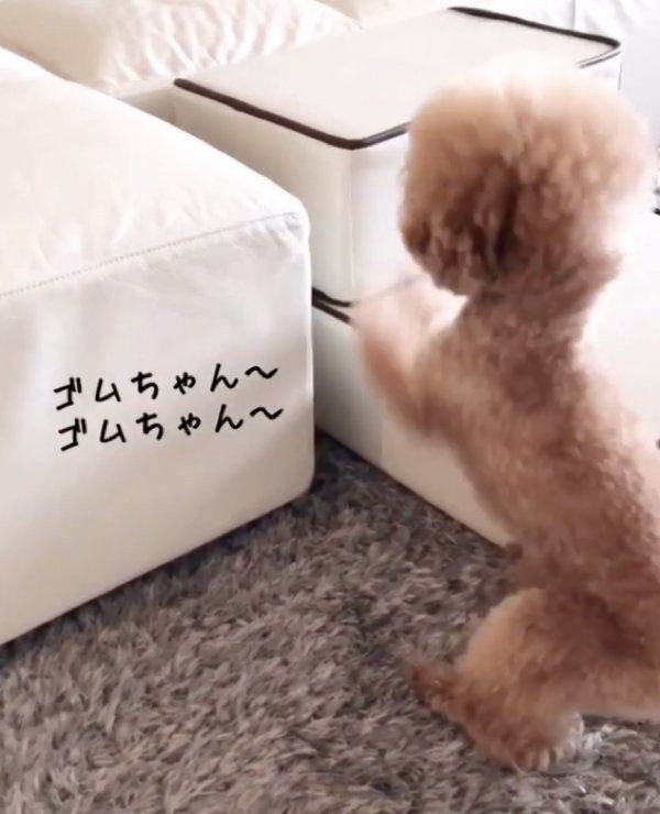 ヘアゴムを探すトイ・プードル