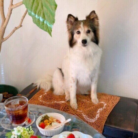 ドッグカフェでのランちゃん