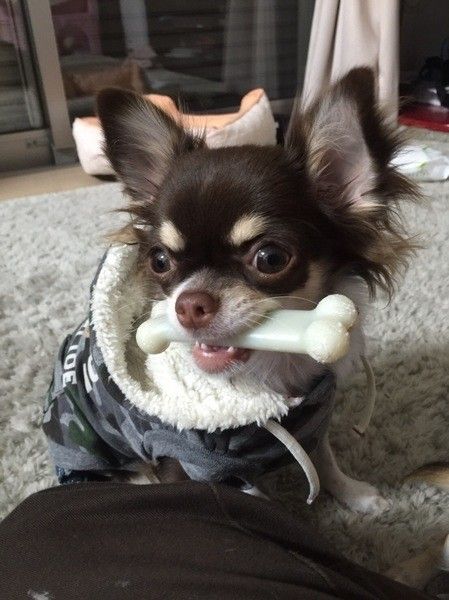 まいにちのいぬ・ねこのきもちアプリ