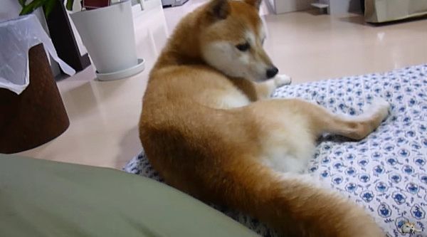 散歩の言葉に反応する柴犬