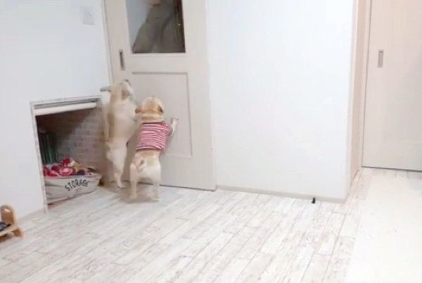 パパさんをお出迎えするボブくん・イブちゃんfamily