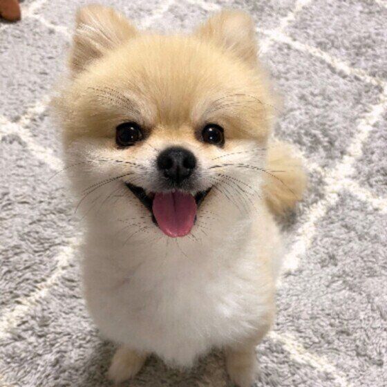 にっこり笑顔のポメラニアン