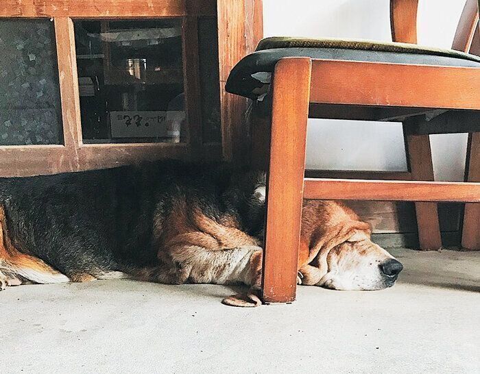 バセット・ハウンド・ピーターくん・ぺたんこ