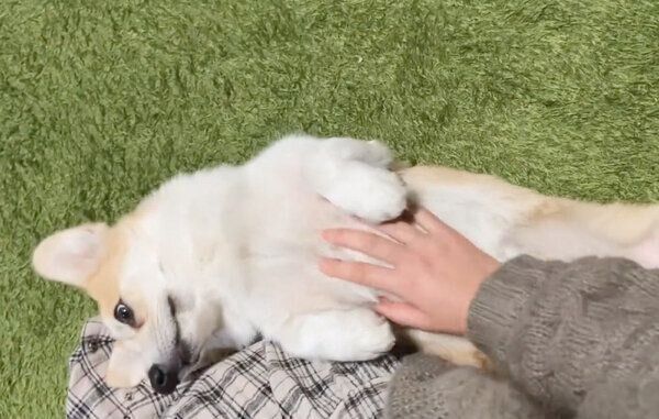 ナデナデしてもらうくまくん