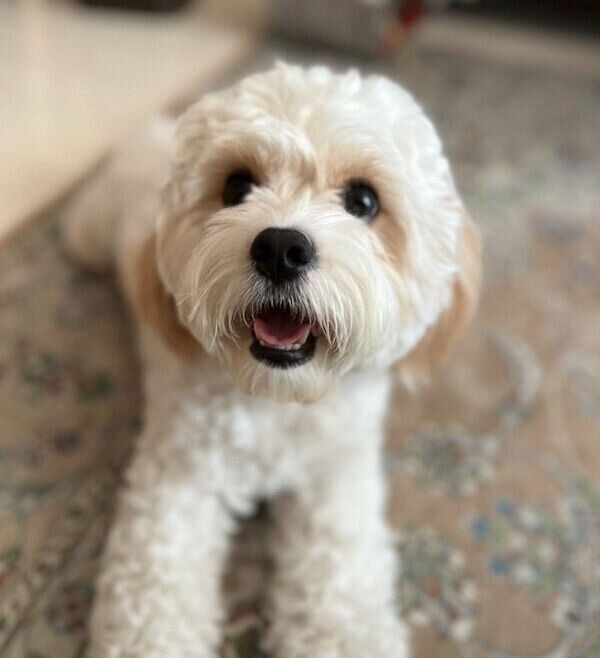 見つめるもうふくん