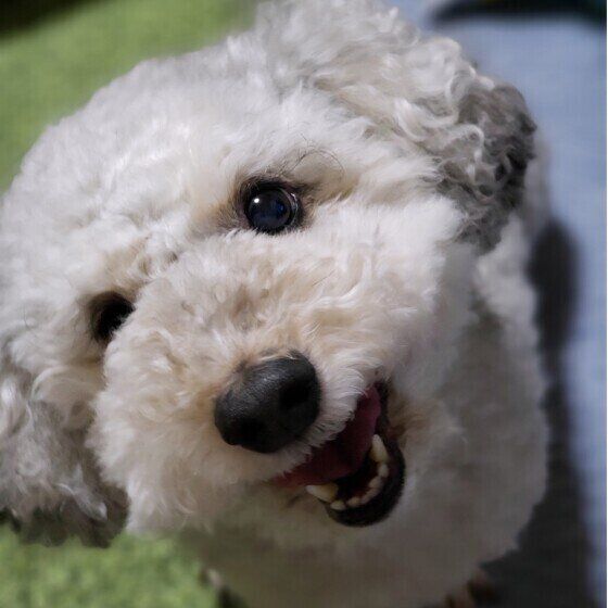 歯みがきガムを要求する犬