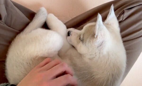 飼い主さんの膝の上に乗るアシㇼちゃん