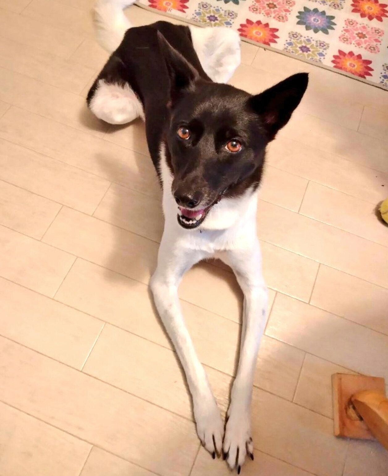 ニコニコ顔の麦ちゃん