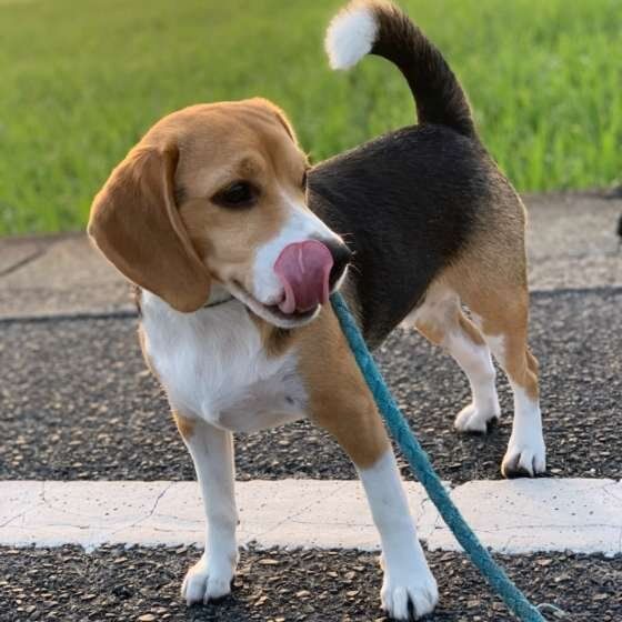 お散歩するビーグル